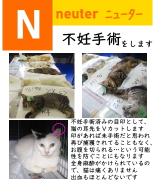 tnrn